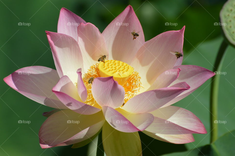 bee pollination of a fully bloomed lotus flower