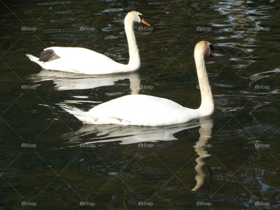 Two Reflective Swans