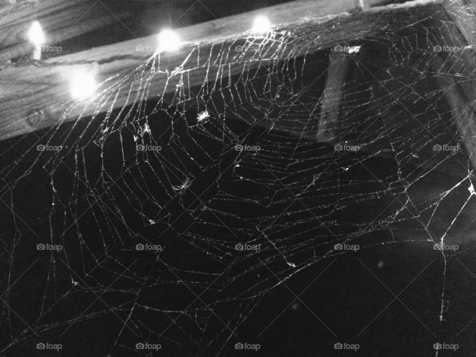 Spiderweb 