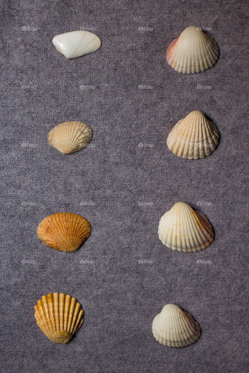 Different colors and sizes, but same texture and design. Lovely seashells gathered in two lines.