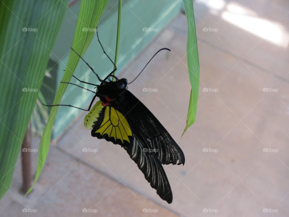 Common Birdwing butterfly with closed wings.