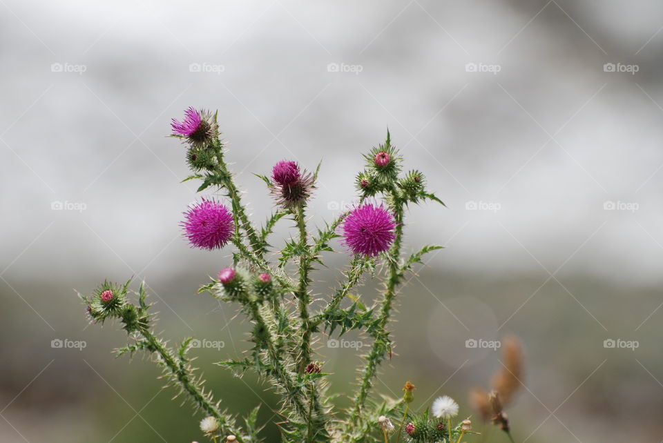 Thistle. Thistle