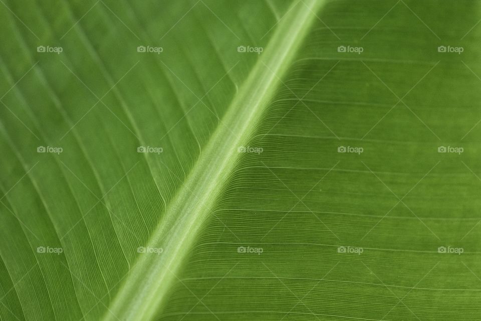 Leaf texture