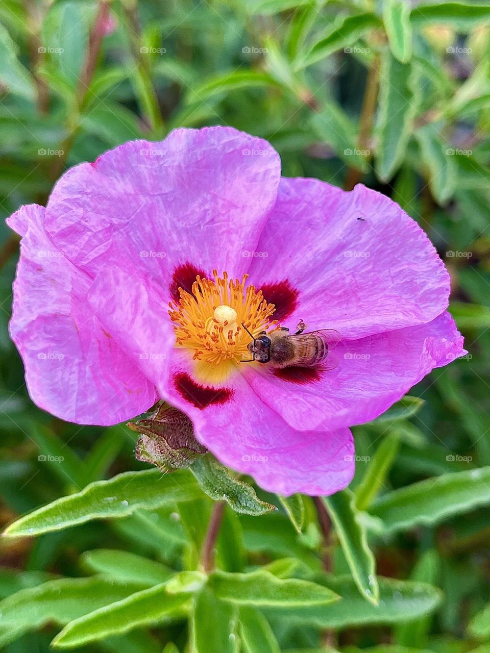 Orchid Rockrose pink flower with honey bee