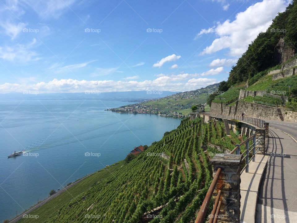 Vignes de Lavaux (Suisse)