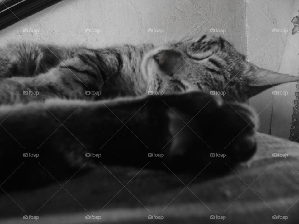 gato durmiendo.  Diferente angulo.  
es muy difícil no molestar a un gato cuando está tranquilo. jeje.