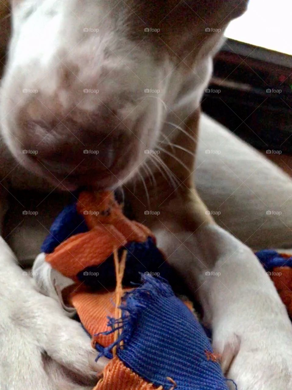 Rescue pitbull playing with a Nerf toy