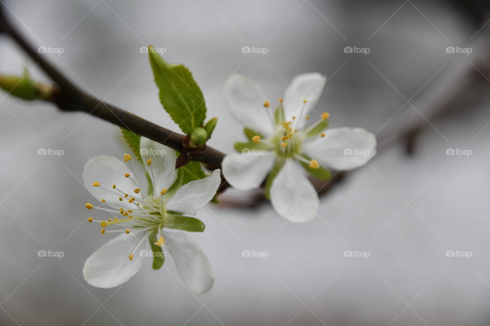 Close up of white flower