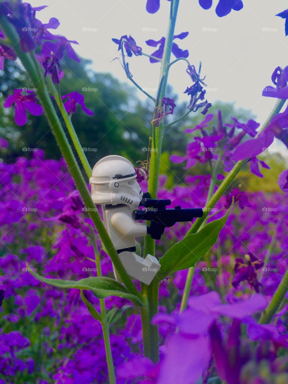 Clone in the flowertops