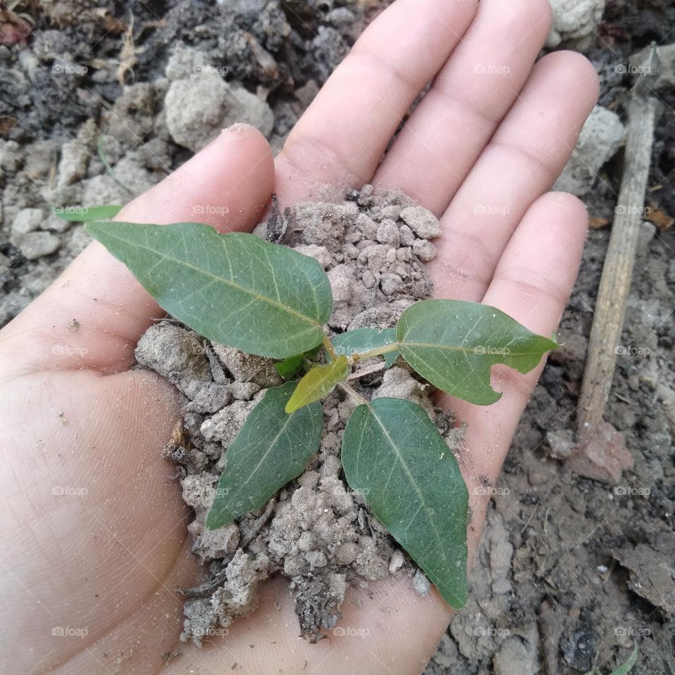 Save earth by plantation.