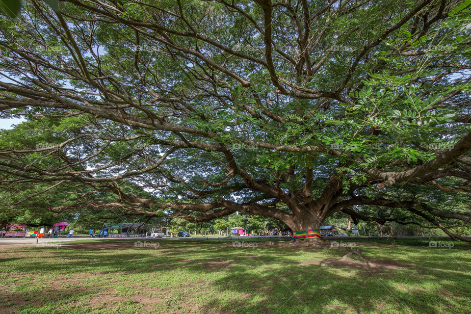 Big tree in Kanchanaburi Thailand 