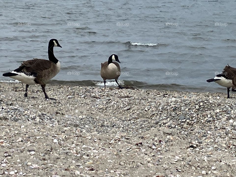 Up close geese visits the beach 