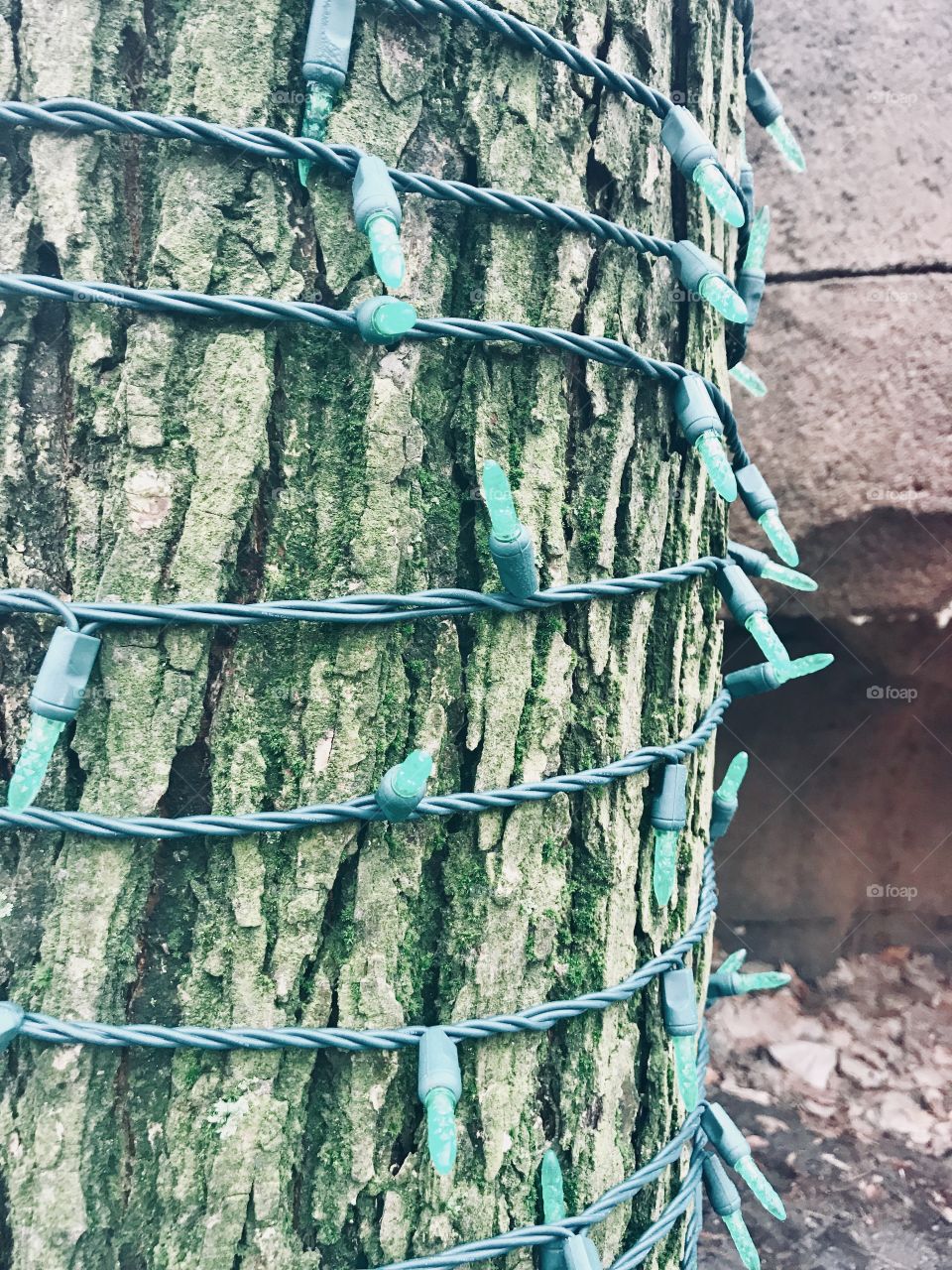 Green Christmas lights contrasted against a green algae covered tree. 