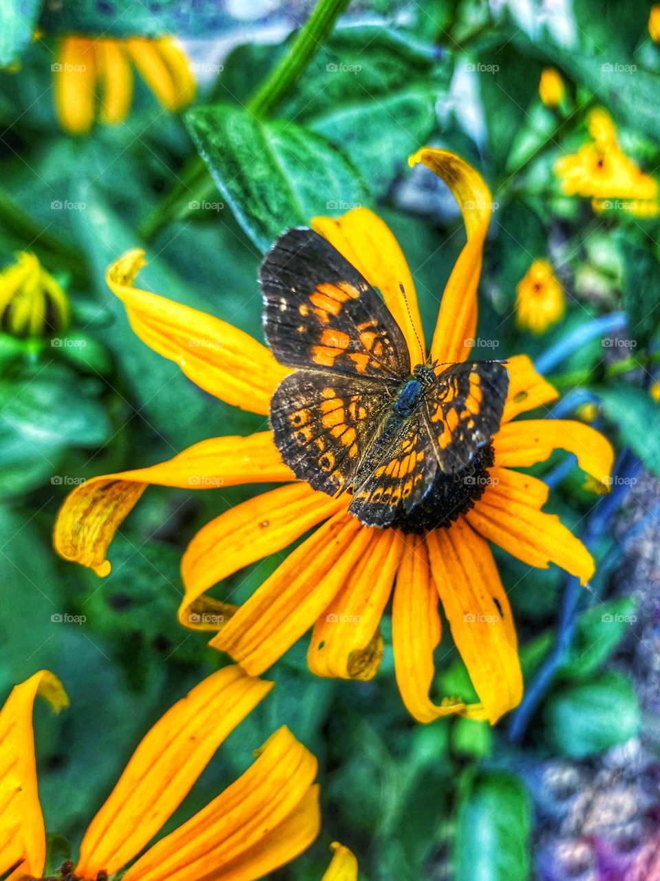Black eyed Susan’s and butterfly 