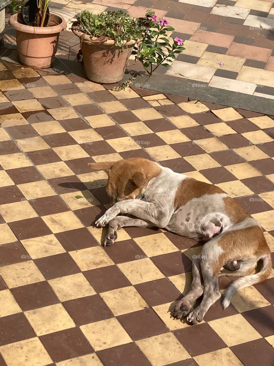sun bath