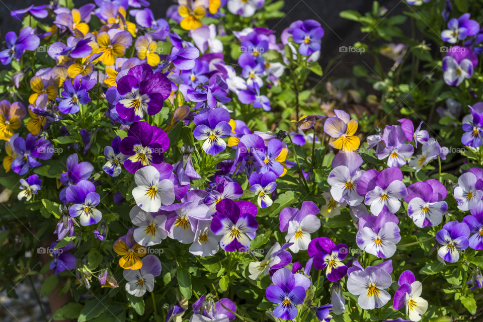 Multicoloured violets