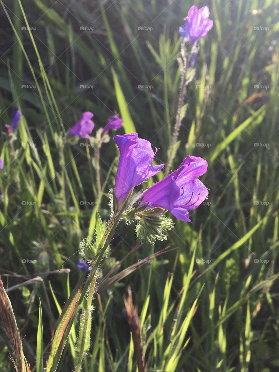 Purple Campanella in evening light