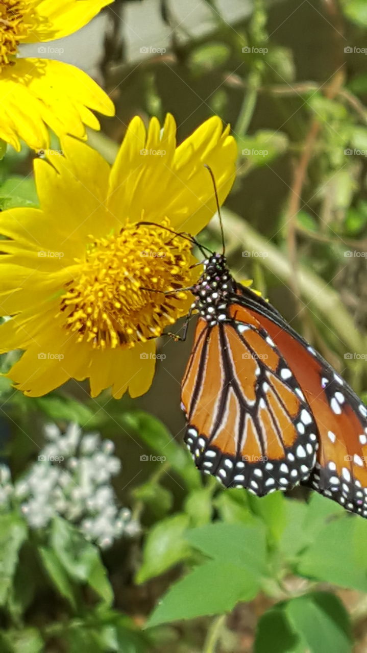 Monarch with Yellow Flower