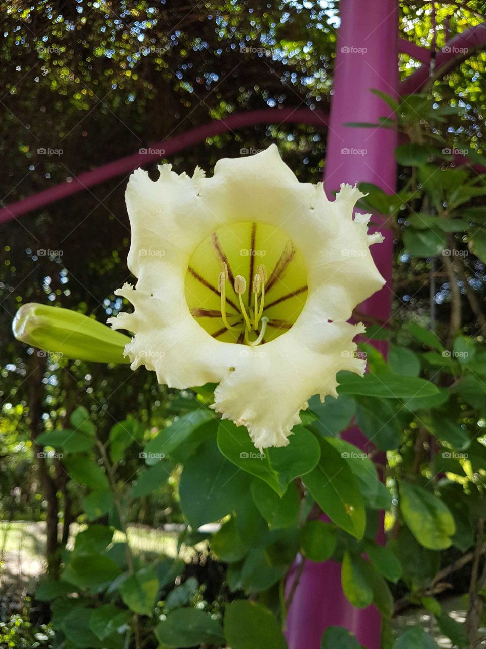 Singapore Flower