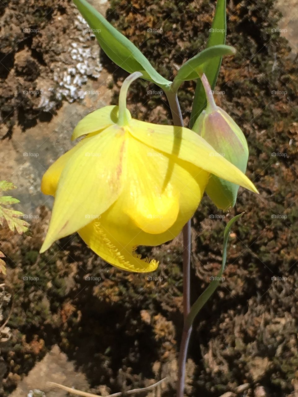 My Diablo Globe Tulip