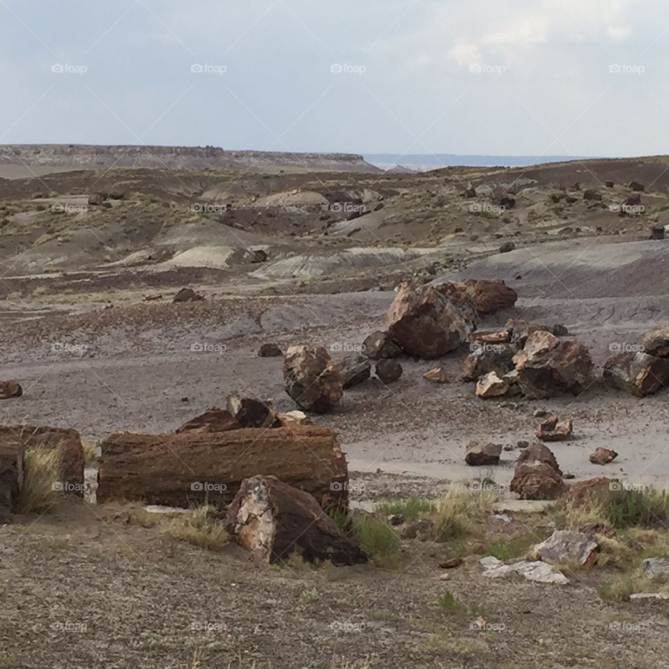 Petrified forest 