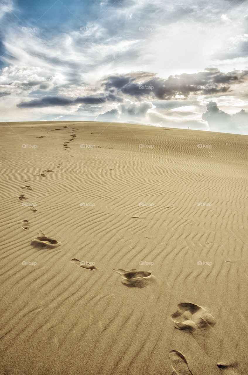 Animal footprints in a desert sand