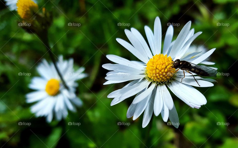 Insect on white flower