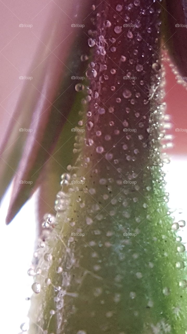 trichomes on a flower