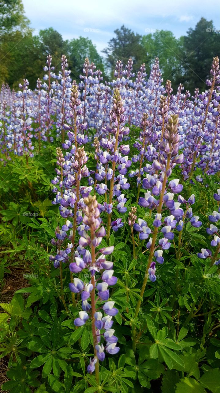 Flower, Nature, Lupine, Flora, Summer