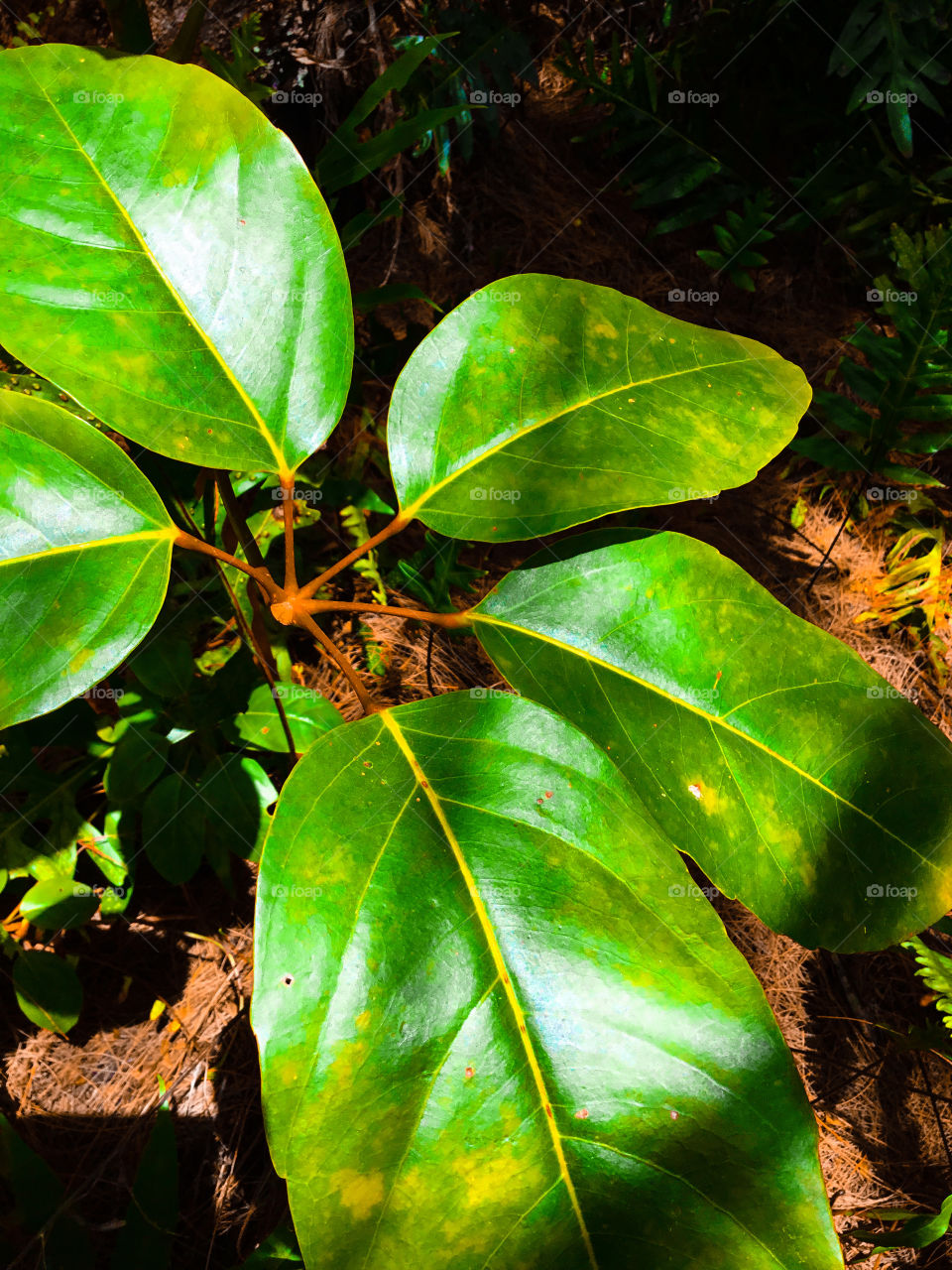 Leaves - beauty all around