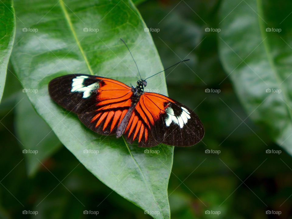 Red lacewing butterfly