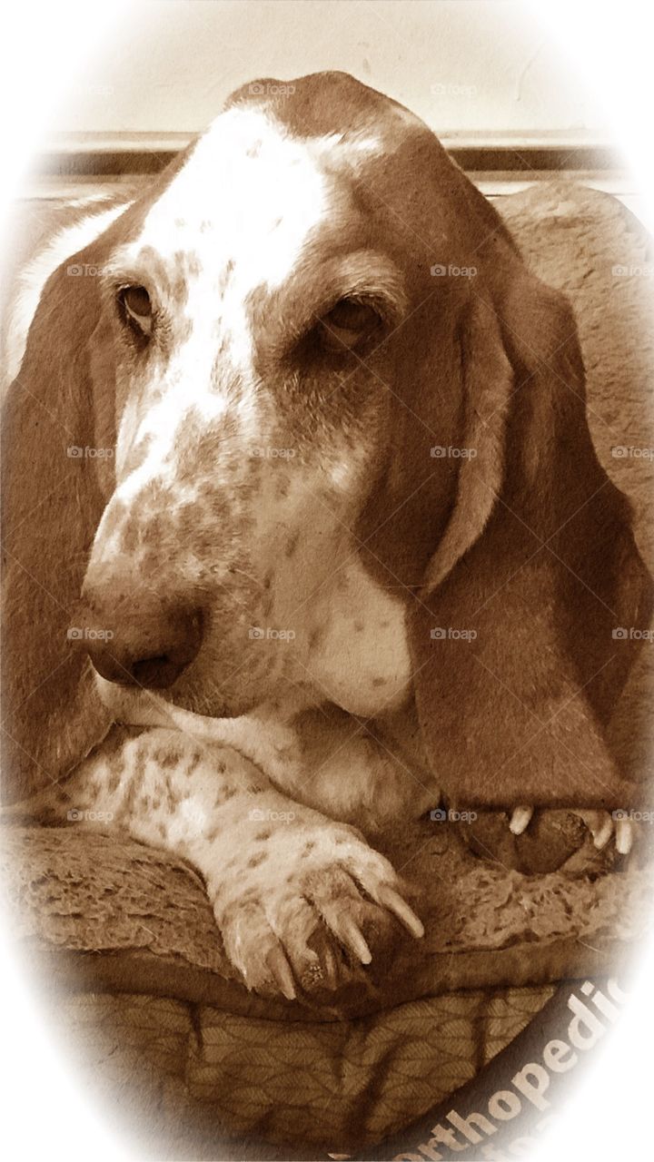 William my rescued basset hound