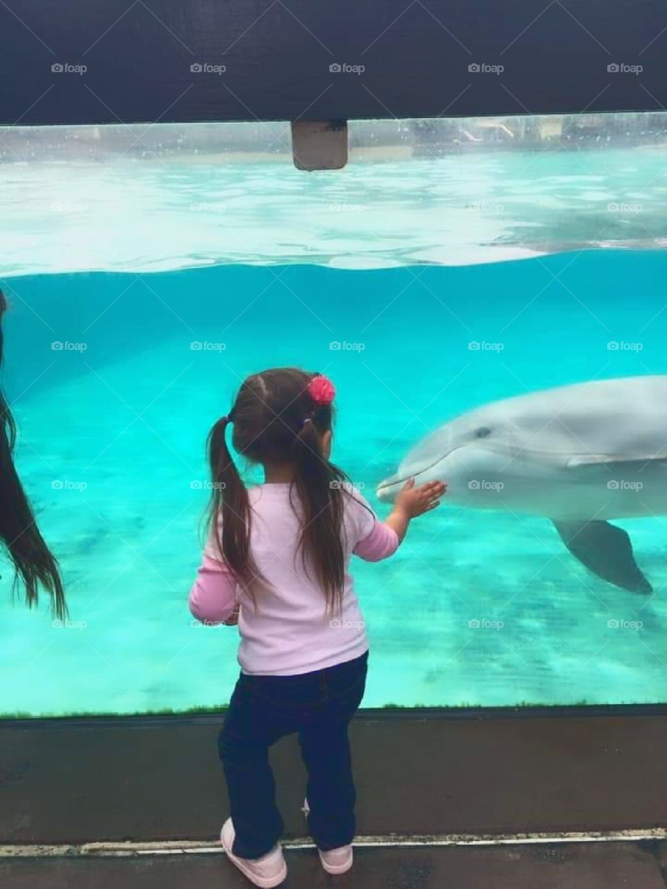 dolphin and elyse