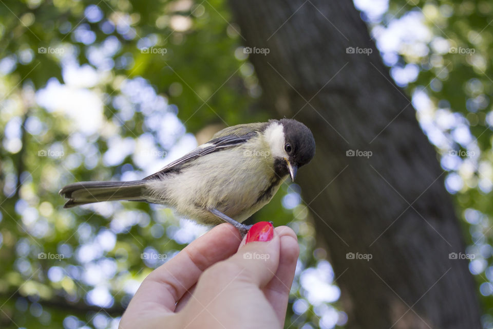 Bird in the park eats with hands with red manicure