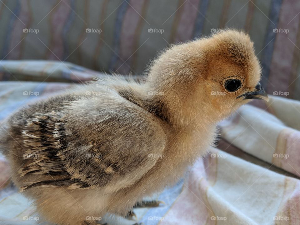 baby bantam chicken