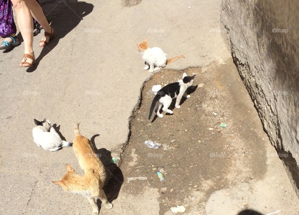 View Of Just A Few Of The MANY Stray Cats & Kittens At The Marketplace In Essaouira, Morocco.