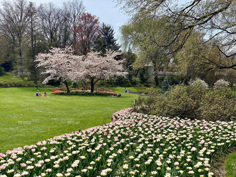 A garden with a bed full of pink and white tulips