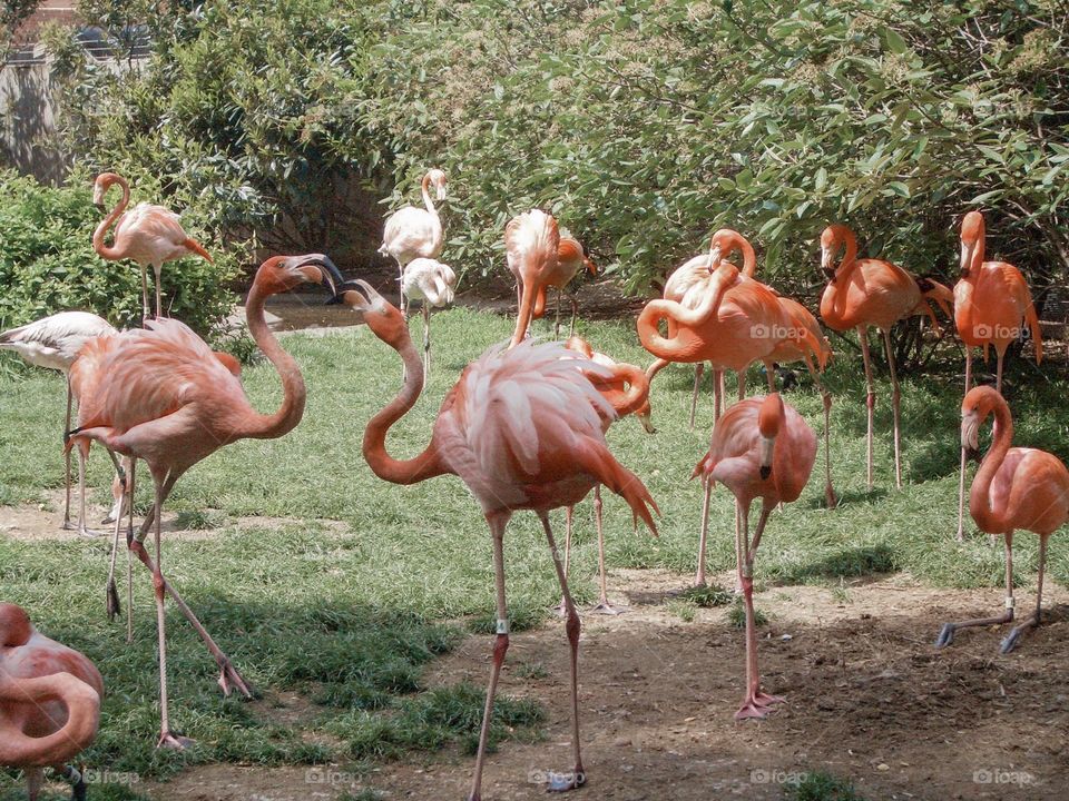 Flamingos mingling at the Washingtonian Zoo, Washington DC