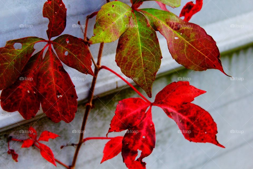 Close-up of red leafs