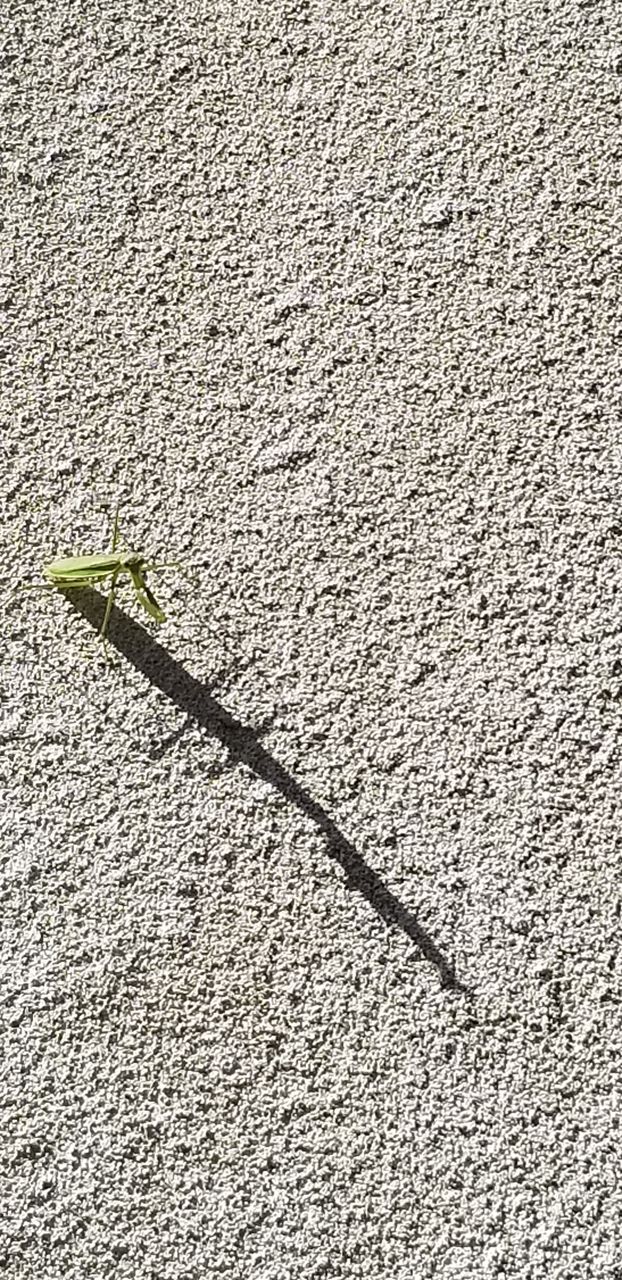leaf bug and long shadow