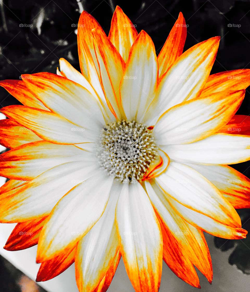 Just a little color... 