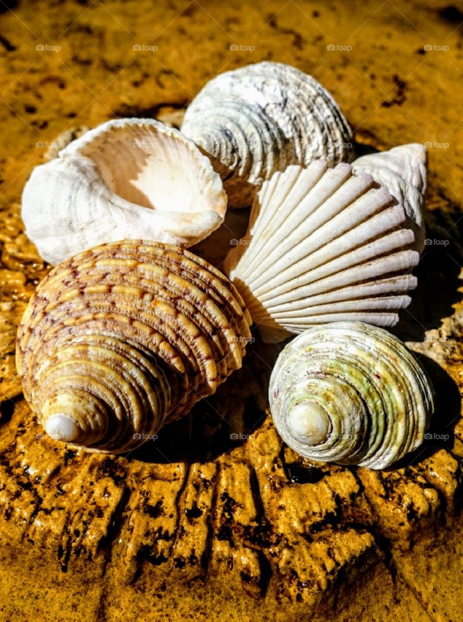 Shells