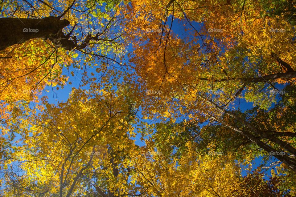 Sky high fall trees of color