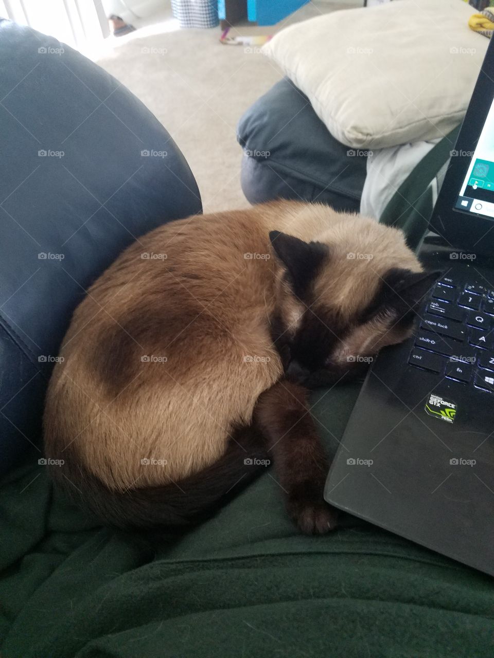 cat sleeping next to laptop