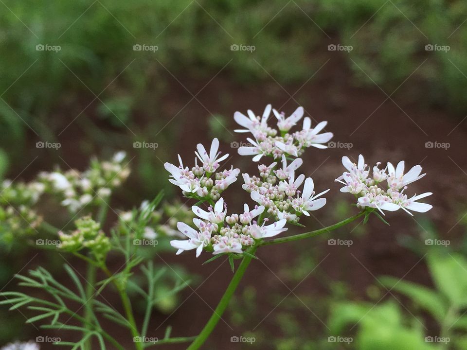 White mini flower bush...