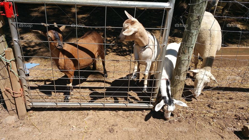 goats. tree little goats