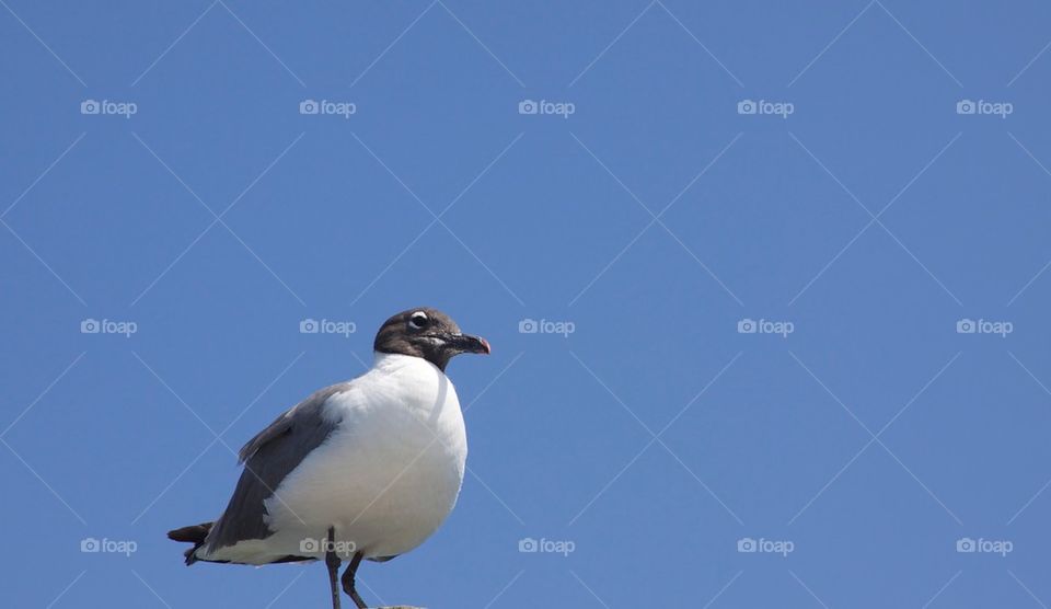 Sea gull