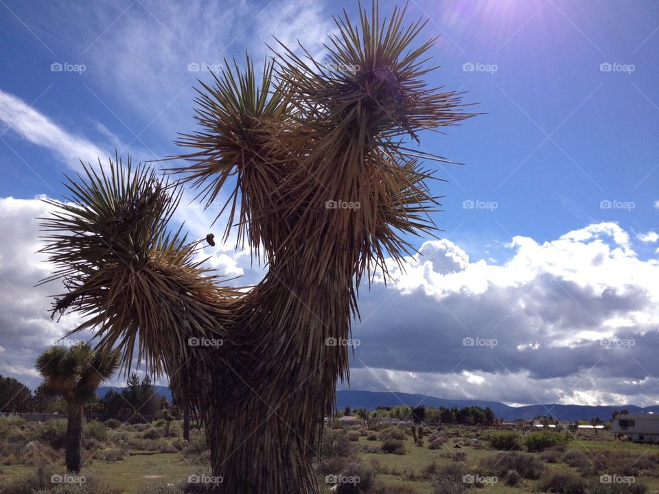Joshua Tree in the high desert