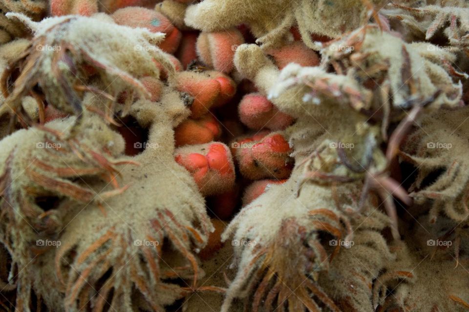 Small red seed of palm tree