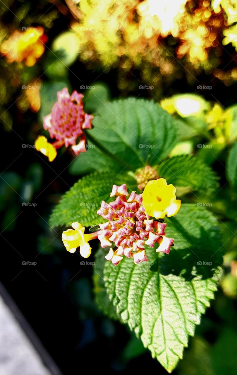 Flores que florecen en los espacios verdes de la gran ciudad